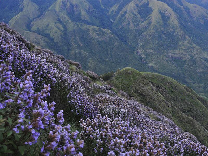 Neelakurinji Munnar Trip Planning: How to Reach the Blooming Areas by Taxi - KeraCabs Kerala taxi guide