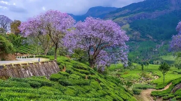 Planning a Neelakurinji Munnar trip from Kochi?