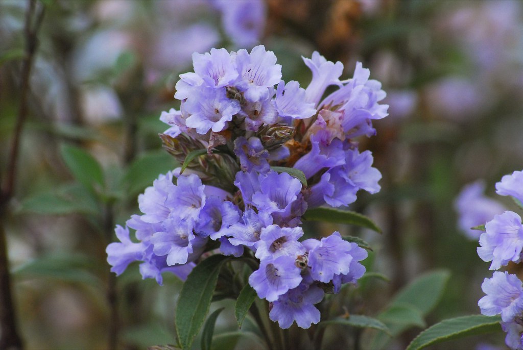 Neelakurinji Munnar 2026: Where to Go and How to Plan Your Taxi Trip
