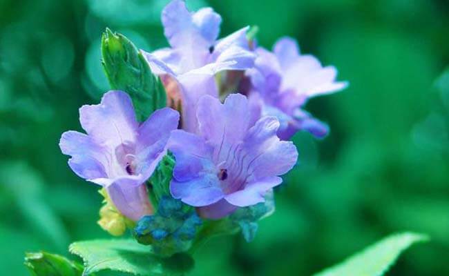 Neelakurinji 2026: Taxi Travel Tips for Weekend Crowds in Munnar