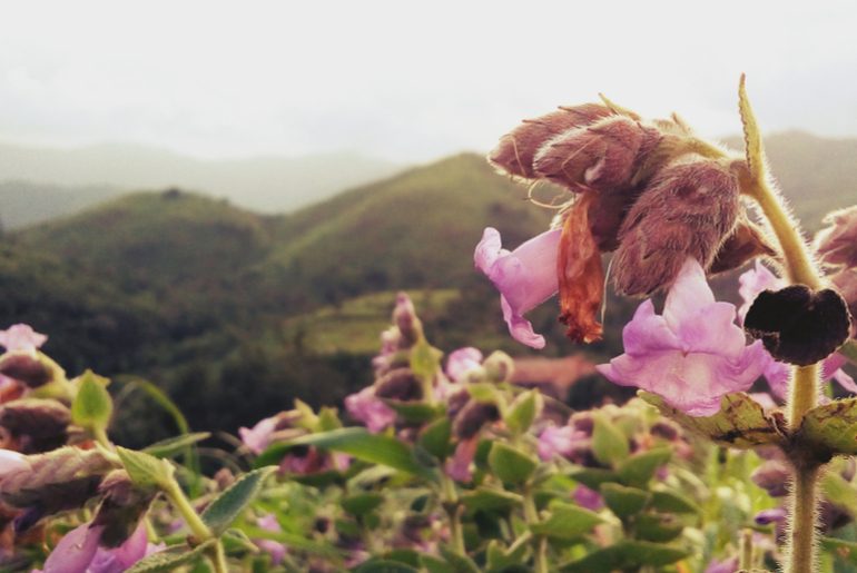 Neelakurinji Munnar 2026: Where to Stay for Easier Taxi Sightseeing