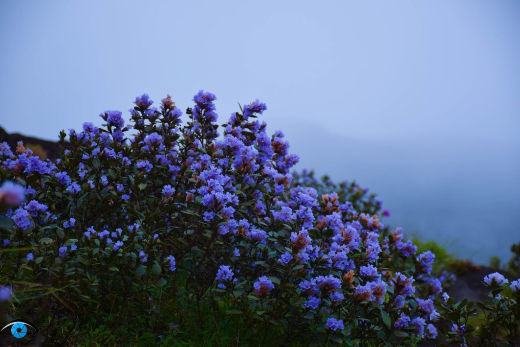Neelakurinji Munnar 2026: Where to Stay for Taxi Sightseeing