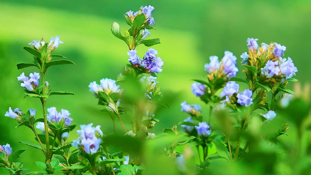 Neelakurinji Munnar 2026: Taxi Planning for Senior Citizens