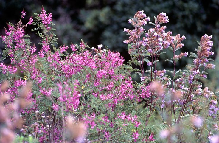Neelakurinji Munnar Family Trip 2026: Book a Comfortable Taxi with KeraCabs - KeraCabs Kerala taxi guide