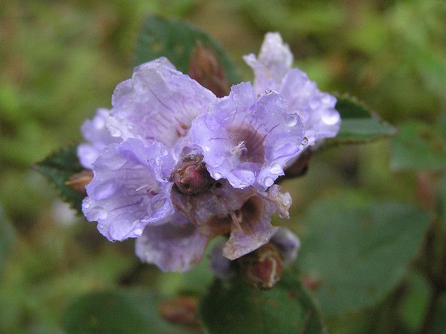Neelakurinji Munnar 2026: Last-Minute Taxi Booking from Kerala with KeraCabs - KeraCabs Kerala taxi guide